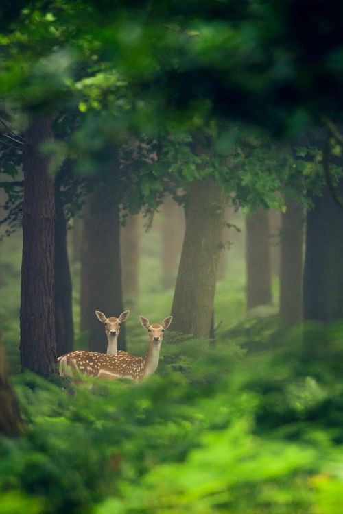 鹿自由行走的树