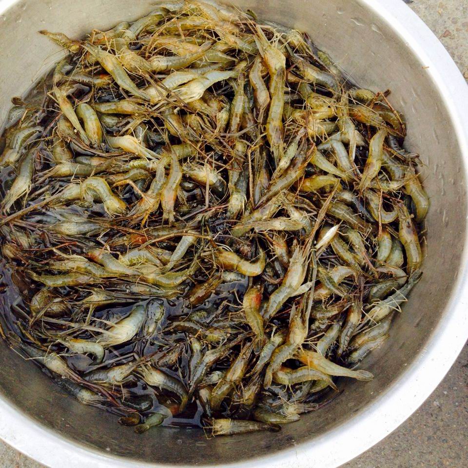 乡村街头买野生鱼虾的大嫂,夫妻俩下地笼一个晚上可以抓到十多斤