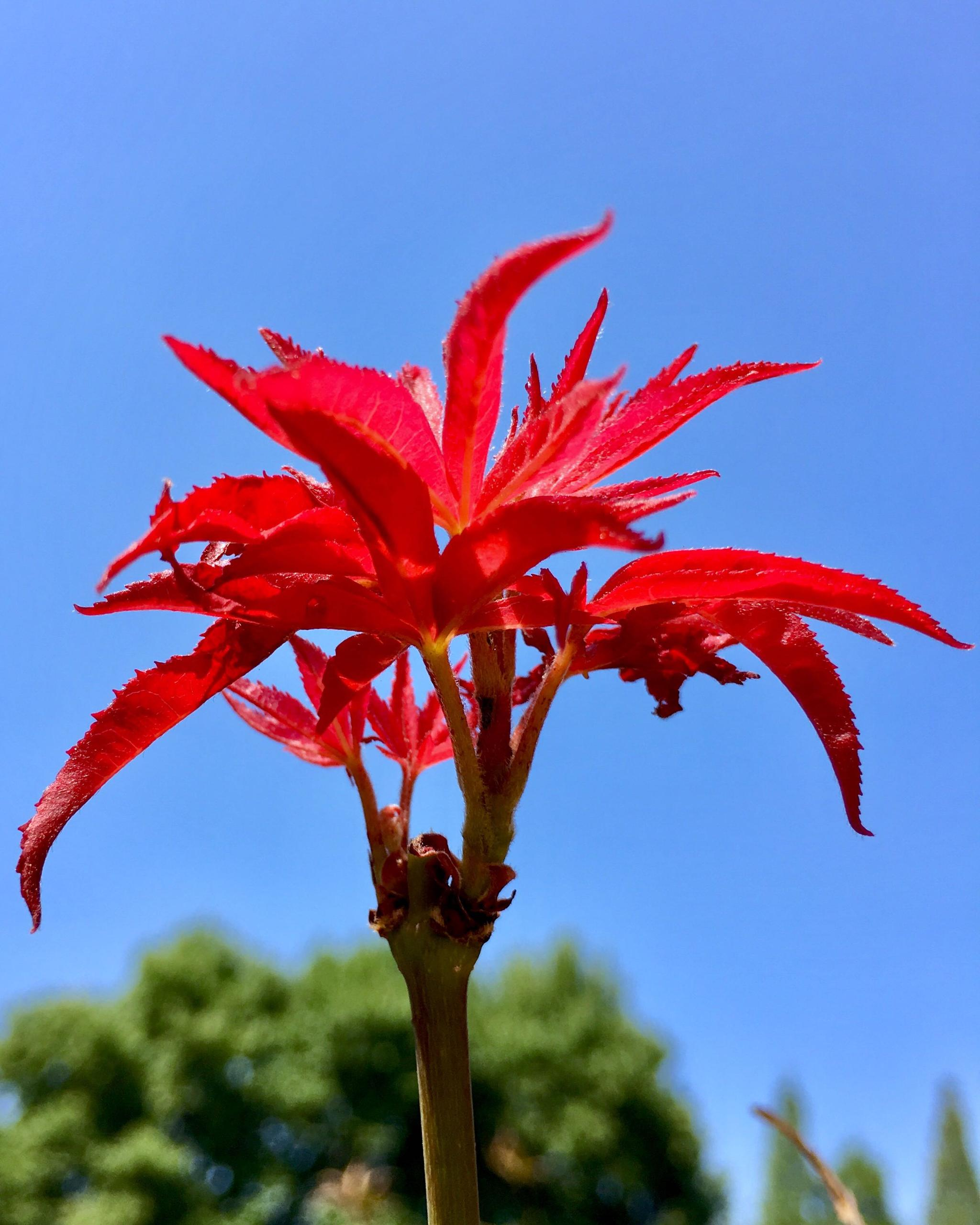 秋景日本红枫红鸡爪槭