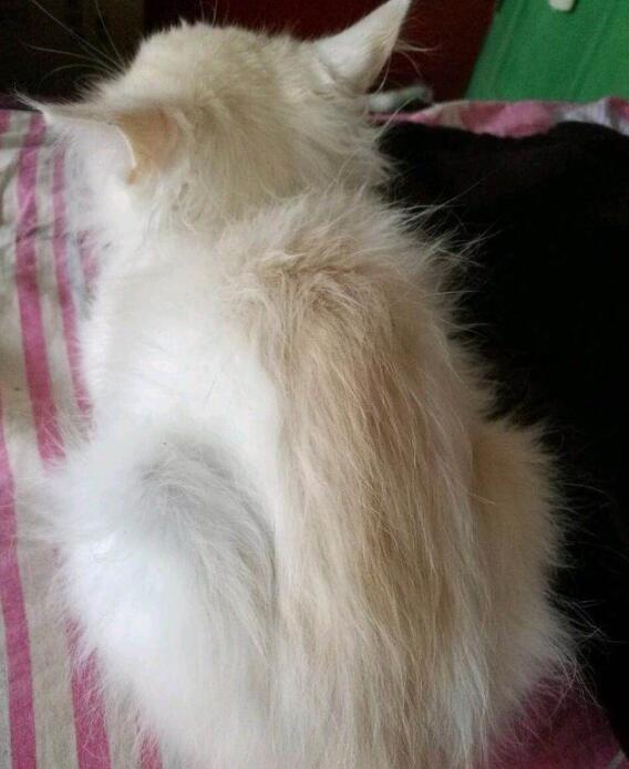 捡回家的小白猫毛发越变越黄,心中总有一股不祥的预感!