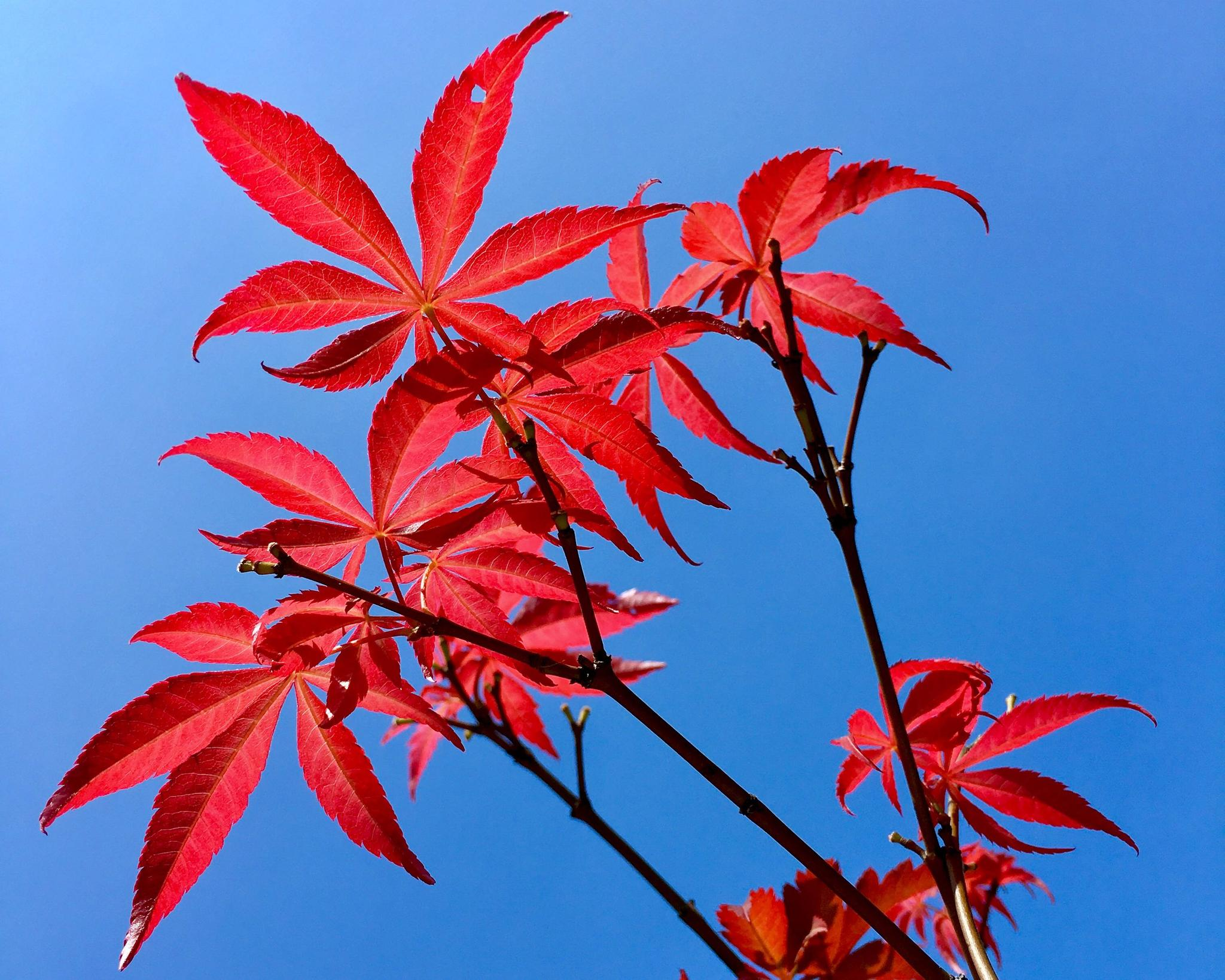 秋景日本红枫红鸡爪槭