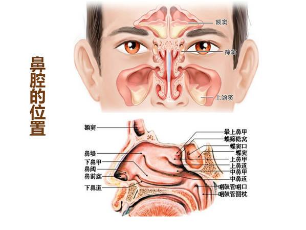 前鼻腔和后鼻腔的图图片