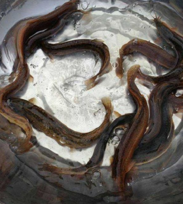 泥鳅|农村|瓶子_新浪新闻