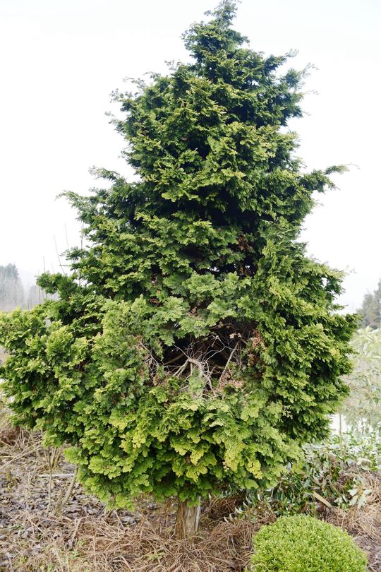 价值200万的云片柏到底长啥样?一棵100万,主人家不卖!