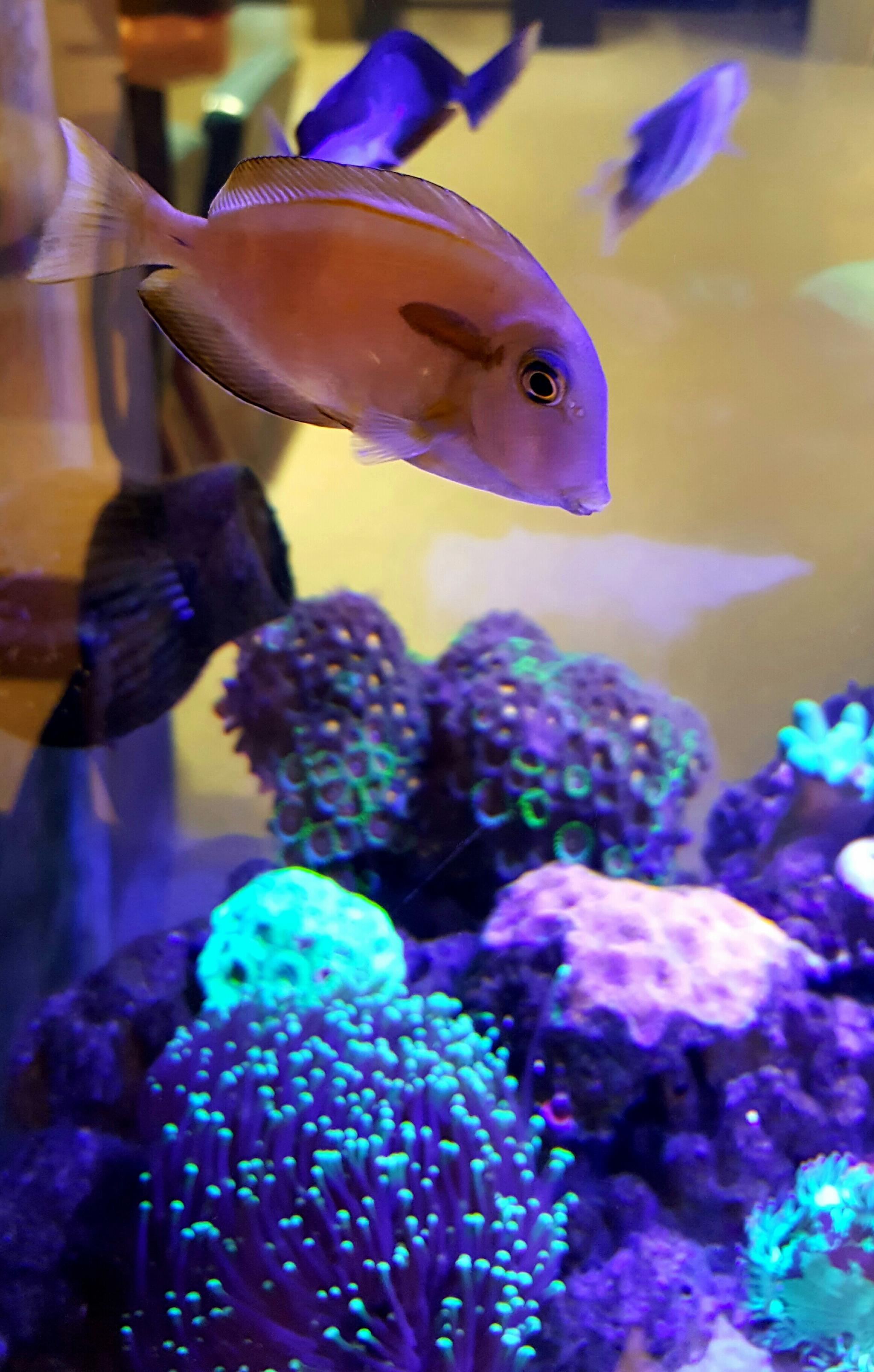 色彩斑斓的海洋生物