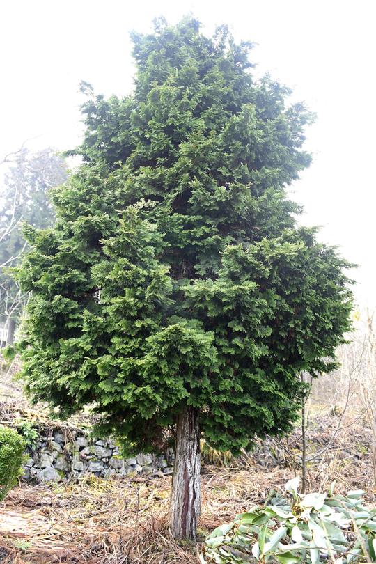 价值200万的云片柏到底长啥样?一棵100万,主人家不卖!