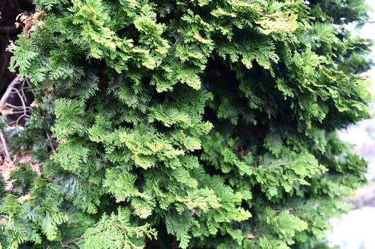 价值200万的云片柏到底长啥样?一棵100万,主人家不卖!