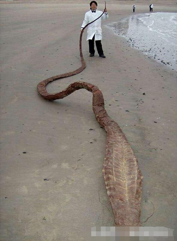 男子在海滩发现巨型不明生物,报警居然获得50万奖励?