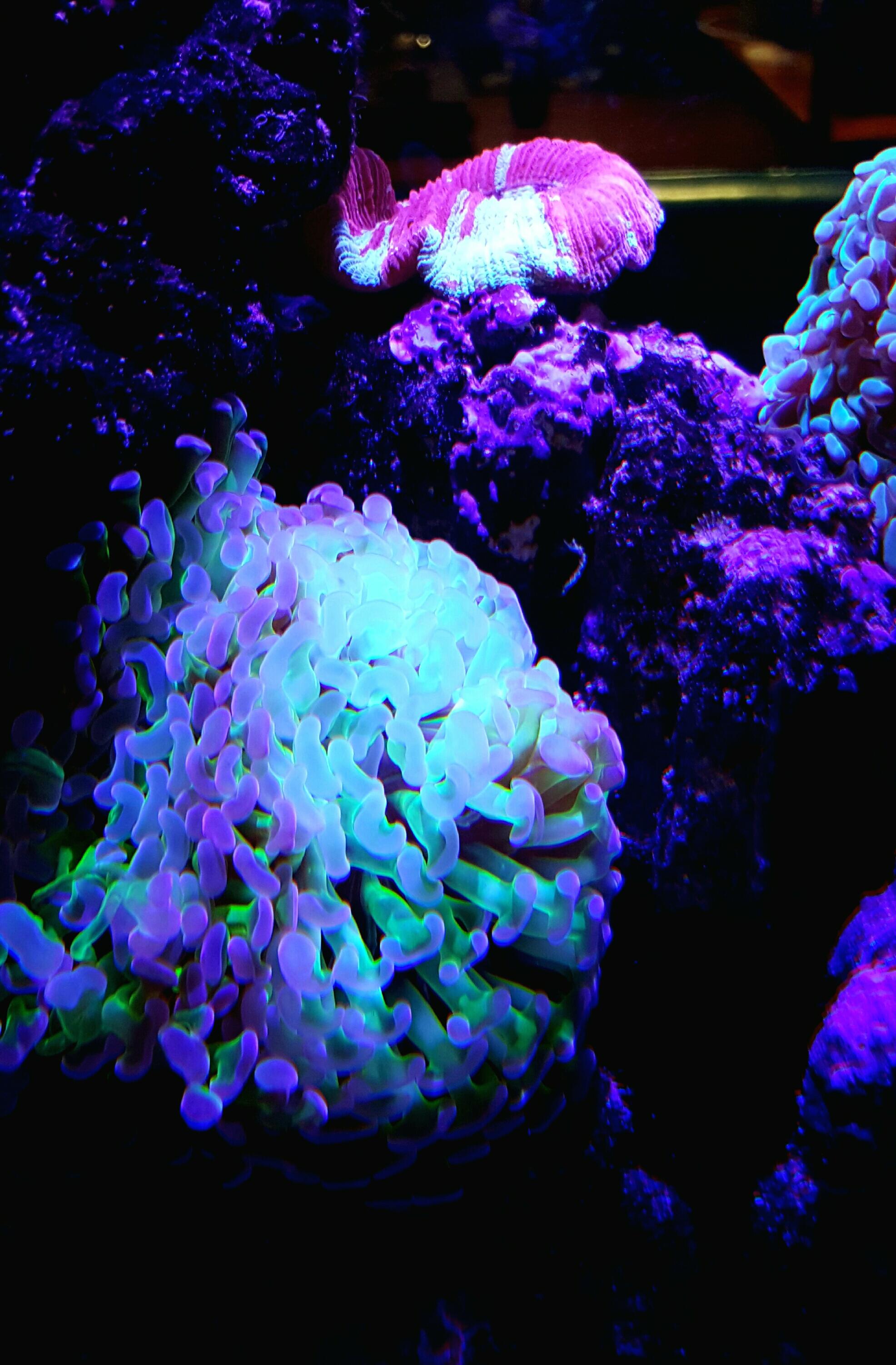 色彩斑斓的海洋生物