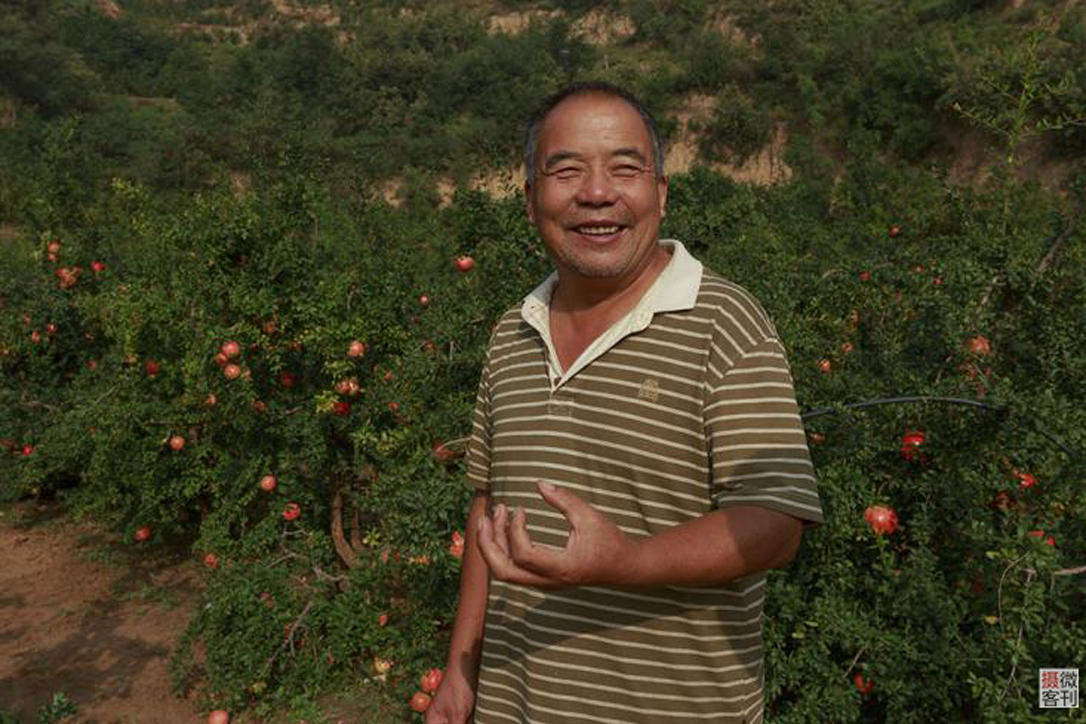 农民大叔开荒山种石榴 年入30万