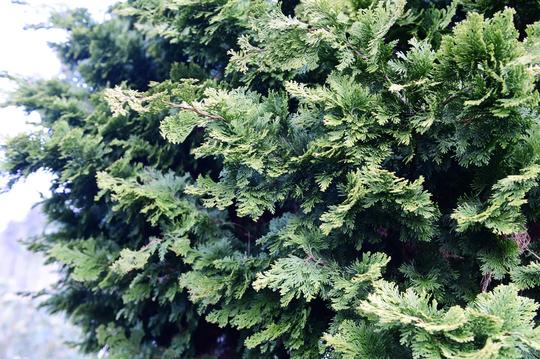 价值200万的云片柏到底长啥样?一棵100万,主人家不卖!