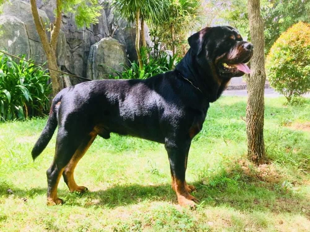 护卫犬之王罗威纳犬世界上最具有勇气和力量的犬种