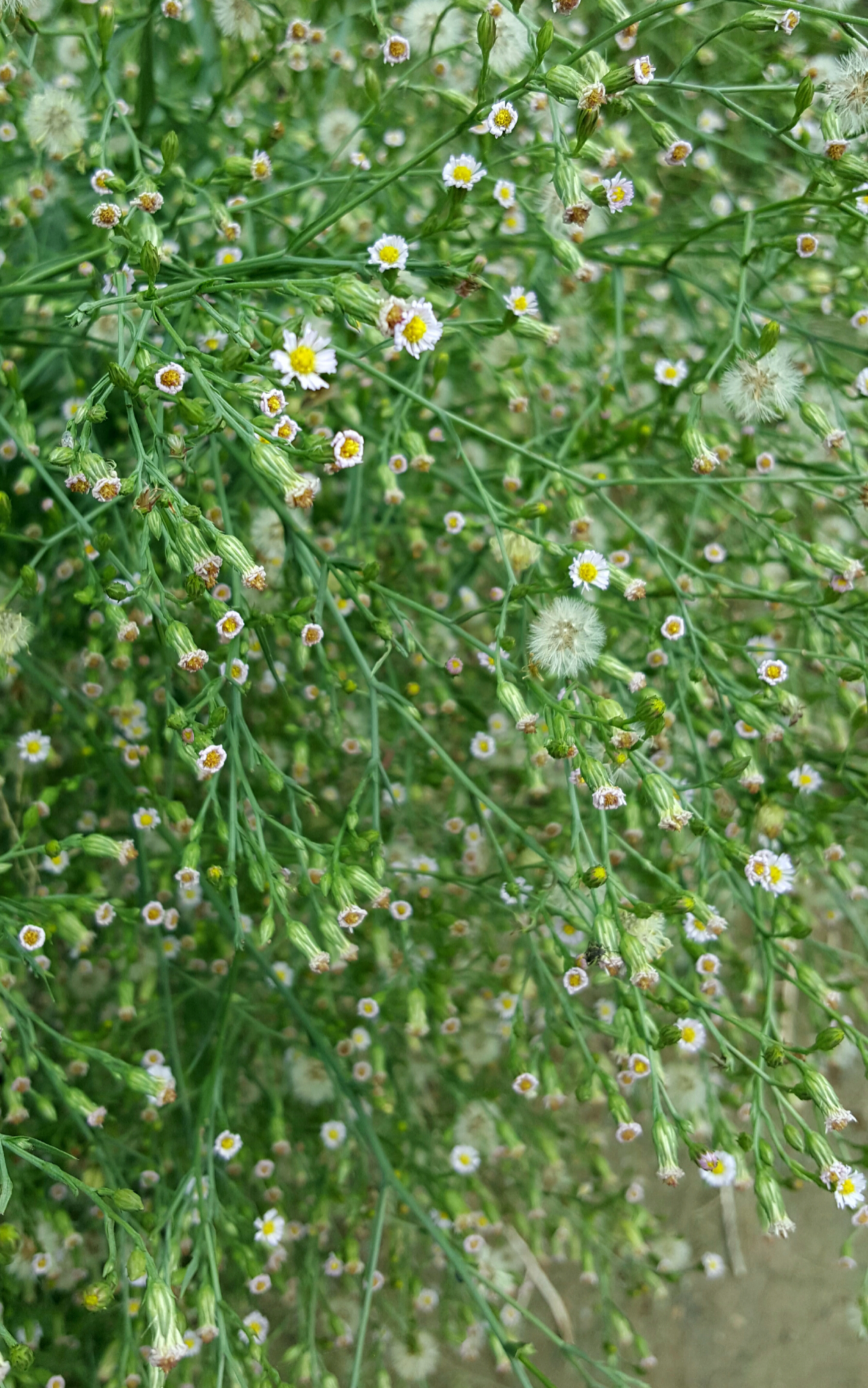 菊科多年生草本植物钻形紫菀