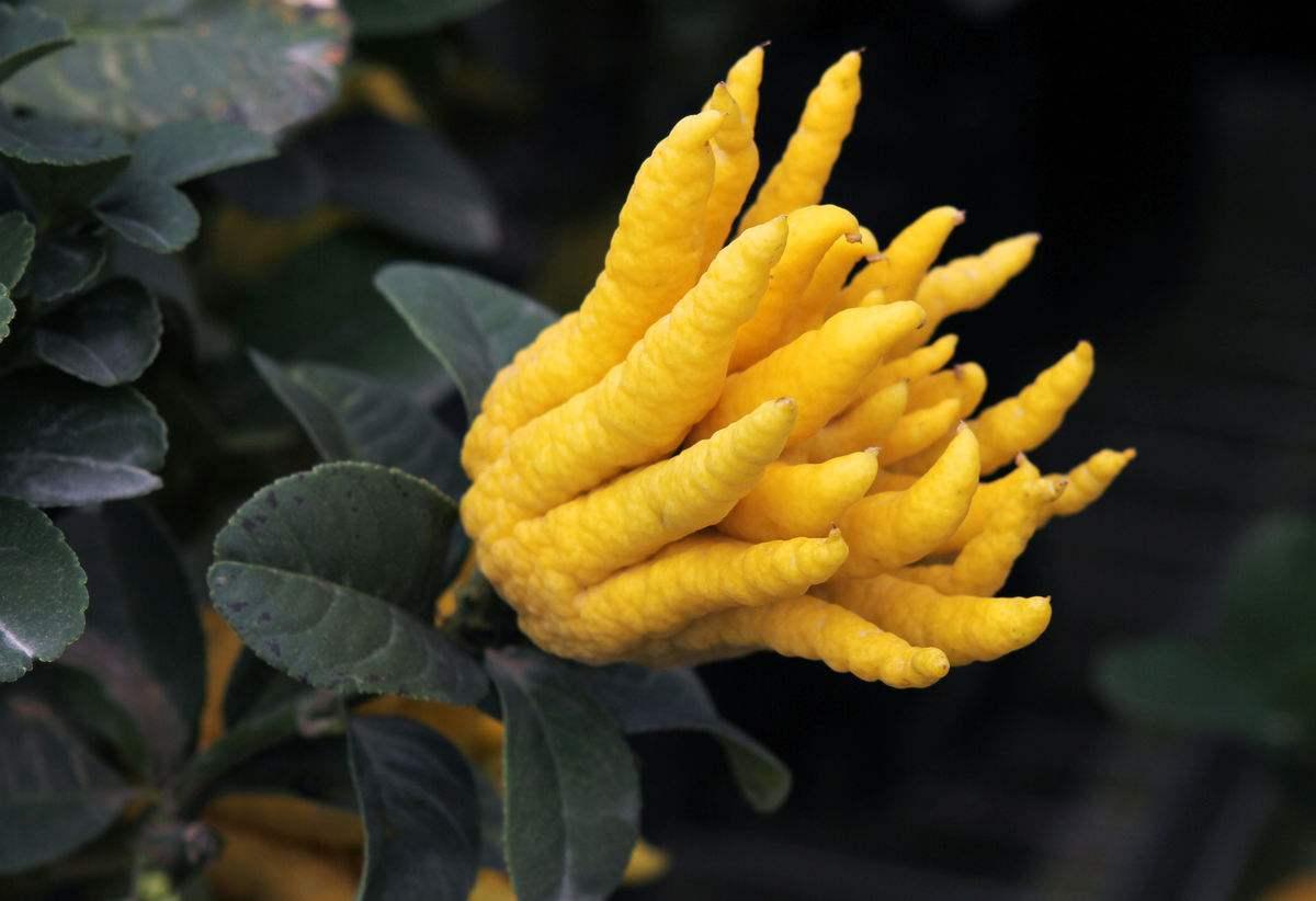 长在树上的金佛手却对理气化痰平肝和胃有奇效