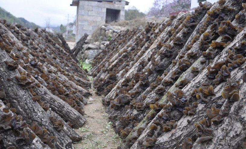 农民靠种植黑木耳赚钱,木桩摆的一排排的,场面可壮观了!