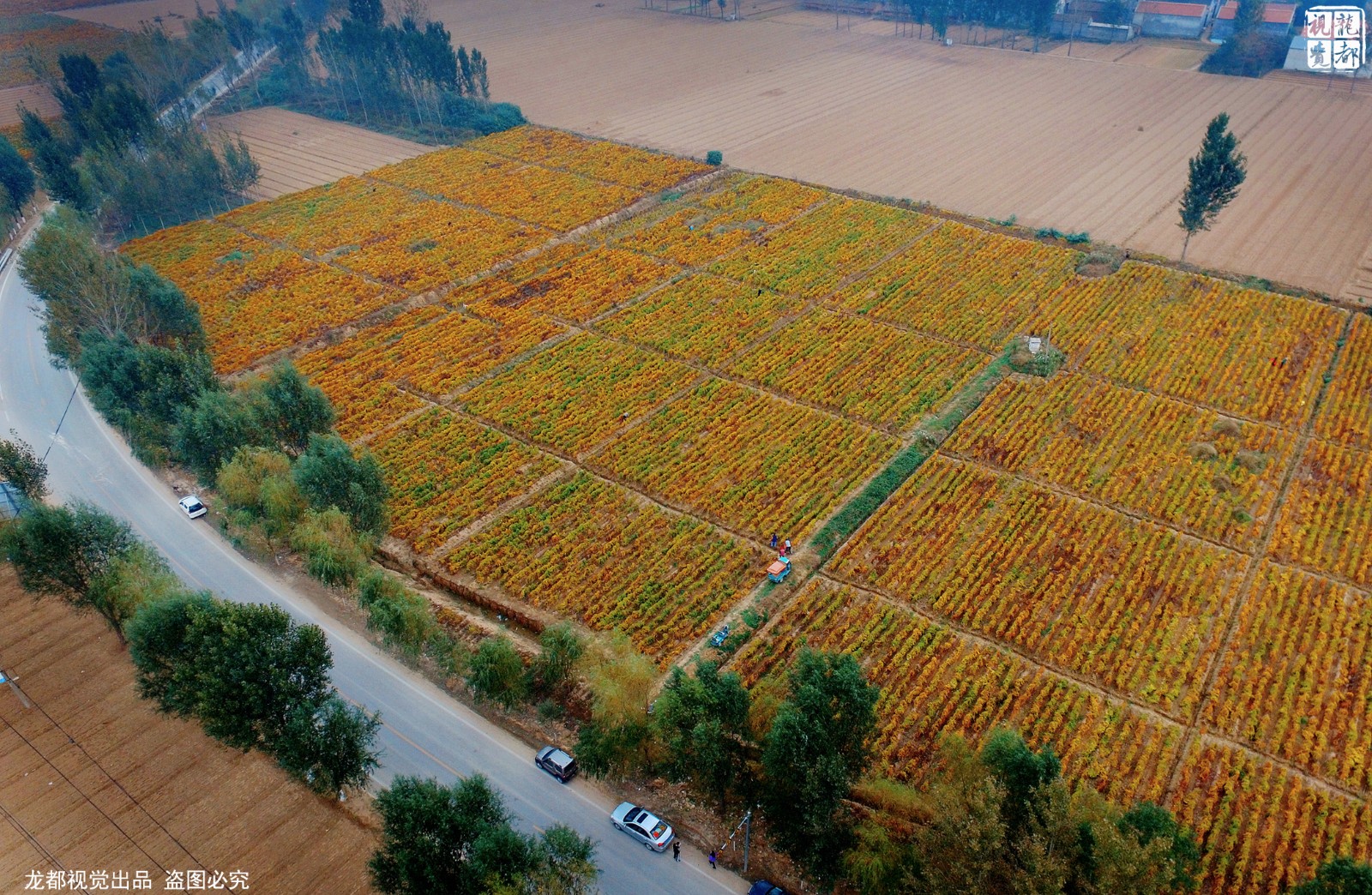 在豫北地区的河南省濮阳市的一条公路上,作者在路边看到一片上千亩的