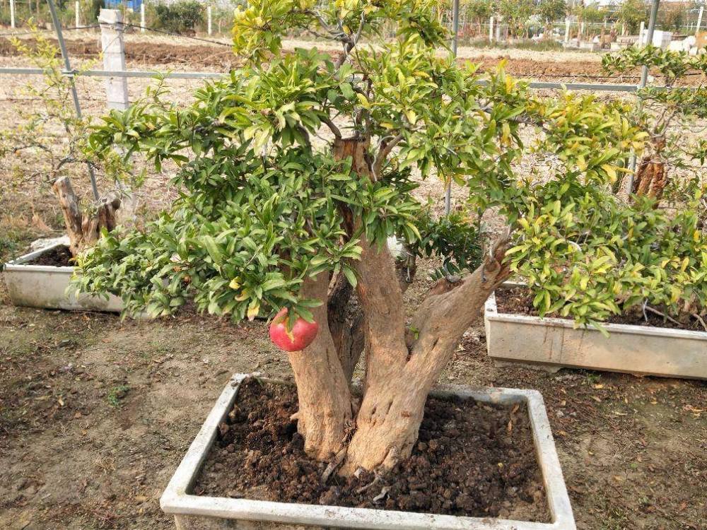 极少见的石榴盆景_新浪看点