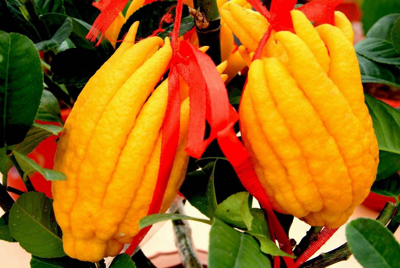 长在树上的金佛手却对理气化痰平肝和胃有奇效