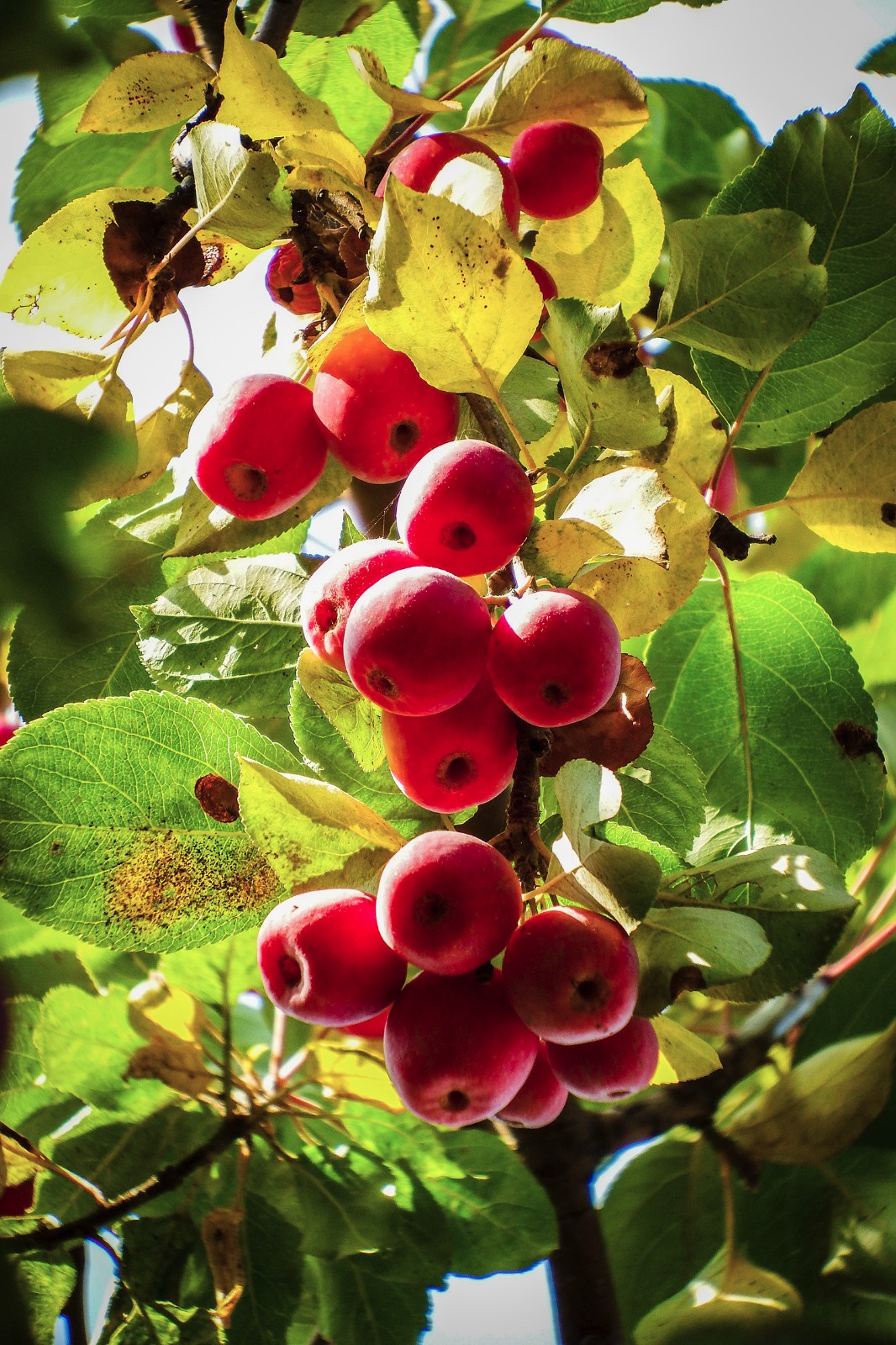 百年的海棠树结出丰硕果实百年的海棠树结出丰硕果实