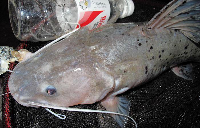 冬天自制的臭饵专门用来对付高级河鱼芝麻剑