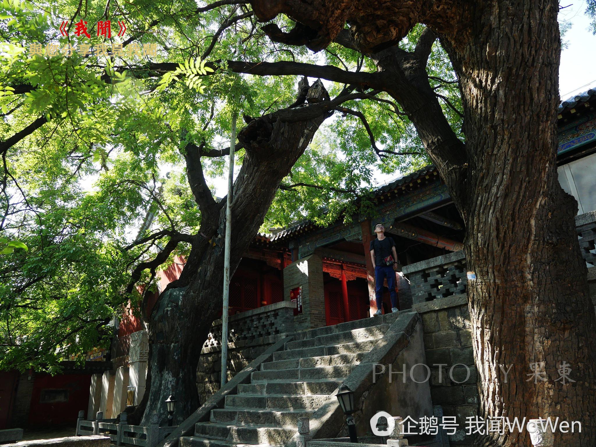 唐高宗、武则天到泰山封禅每人栽了一株槐树,后人称为“龙凤槐”