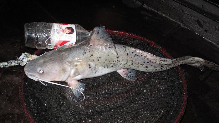 冬天自制的臭饵专门用来对付高级河鱼芝麻剑