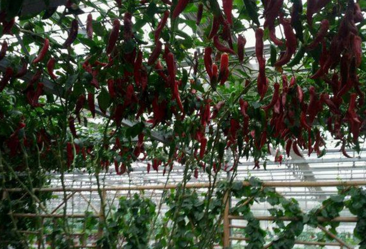 农民种植新型"辣椒树",2米多高亩产3万斤,一年四季都可以采摘