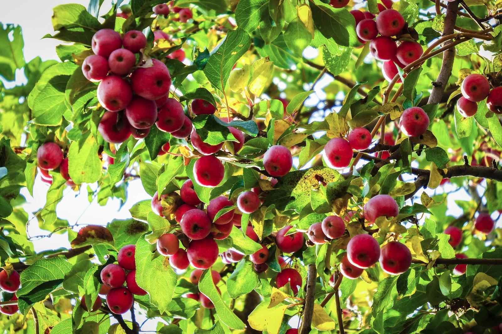 百年的海棠树结出丰硕果实