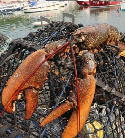 渔民捕抓早一只巨型龙虾,身长一米轻松夹扁易拉罐