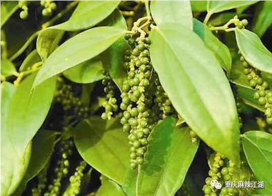 黑胡椒和白胡椒有什么区别?我以为只是颜色不同,想不到是很不同|黑胡椒|白胡椒|胡椒粉_新浪新闻