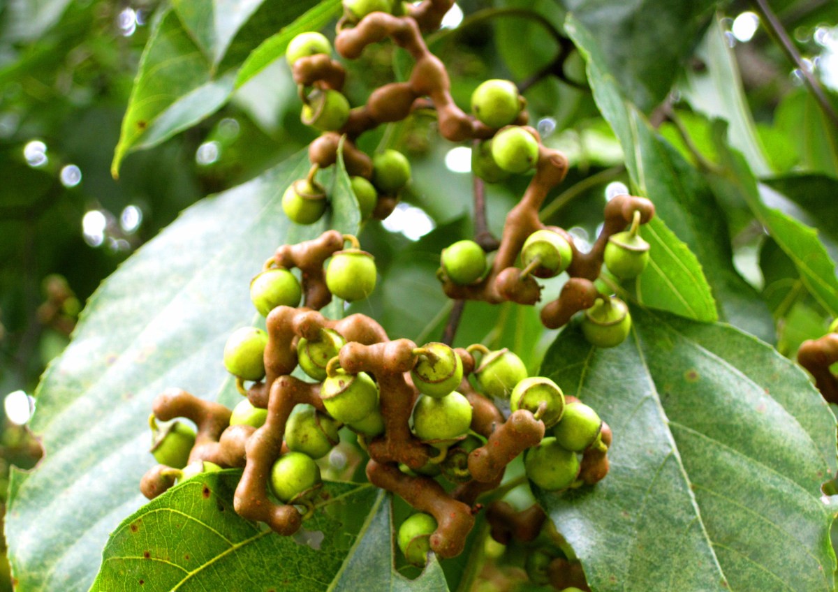 一个被时代所遗忘,能勾起童年记忆的鸡爪梨|鸡爪梨|时代|记忆_新浪