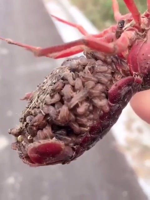第一次见小龙虾怀着刚孵化的幼崽的样子,密集恐惧症者勿看 67