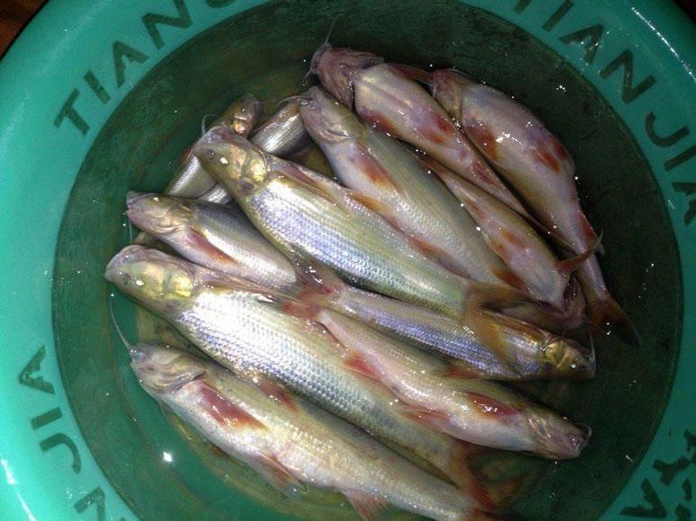 长江里消失的鱼种"水米子"细白鳞, 肉细嫩越土越好吃