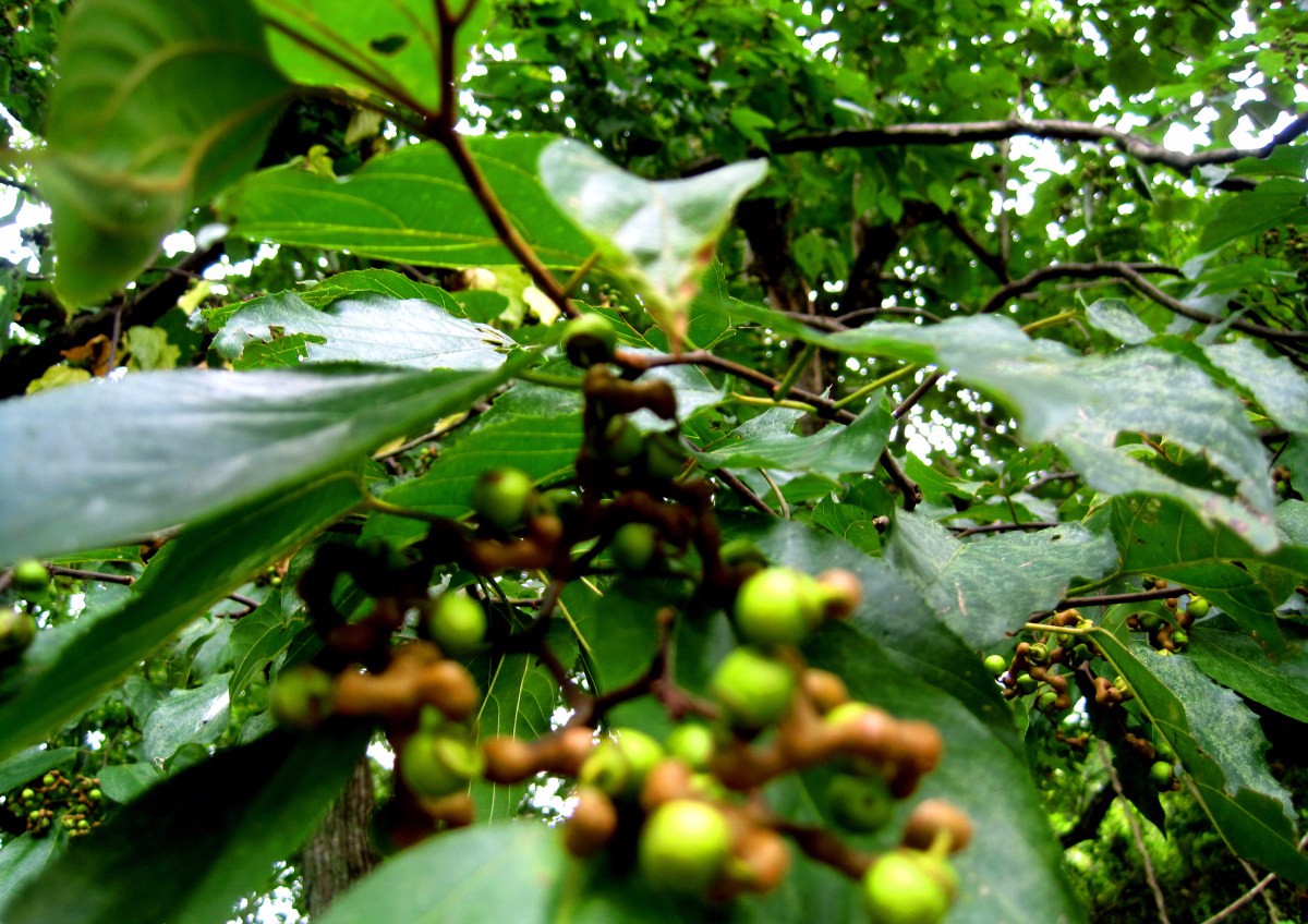 一个被时代所遗忘,能勾起童年记忆的鸡爪梨