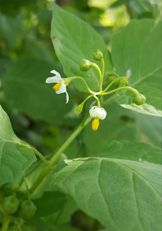 龙葵能吃吗 龙葵能吃吗,吃几颗最好 - 杰斯百科知识