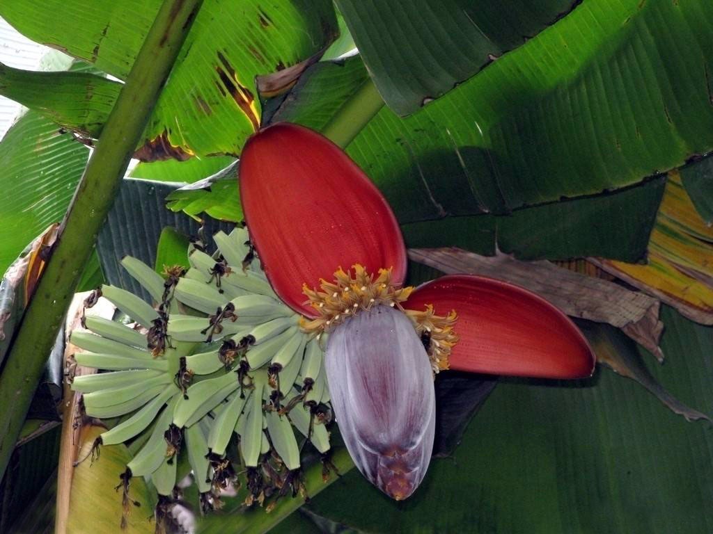 在农村地区，芭蕉树心居然是可以拿来吃的，味道清甜爽口很止渴
