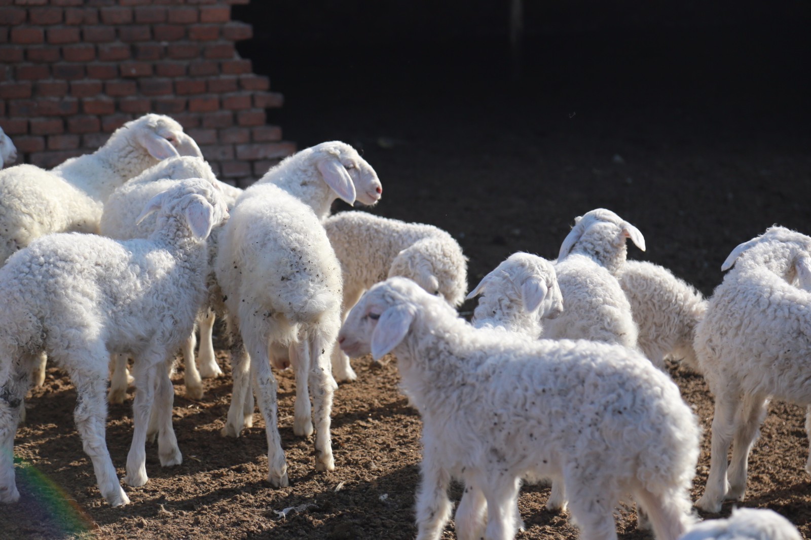 农家小院里的小绵羊,看着好可爱