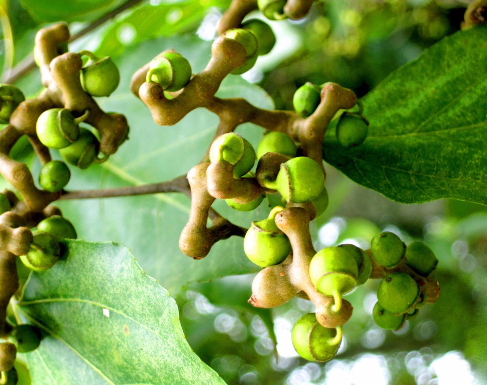 一个被时代所遗忘,能勾起童年记忆的鸡爪梨