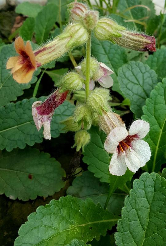 植物百科(一)地黄地黄为玄参科地黄属多年生草本植物,具有药用,食用及