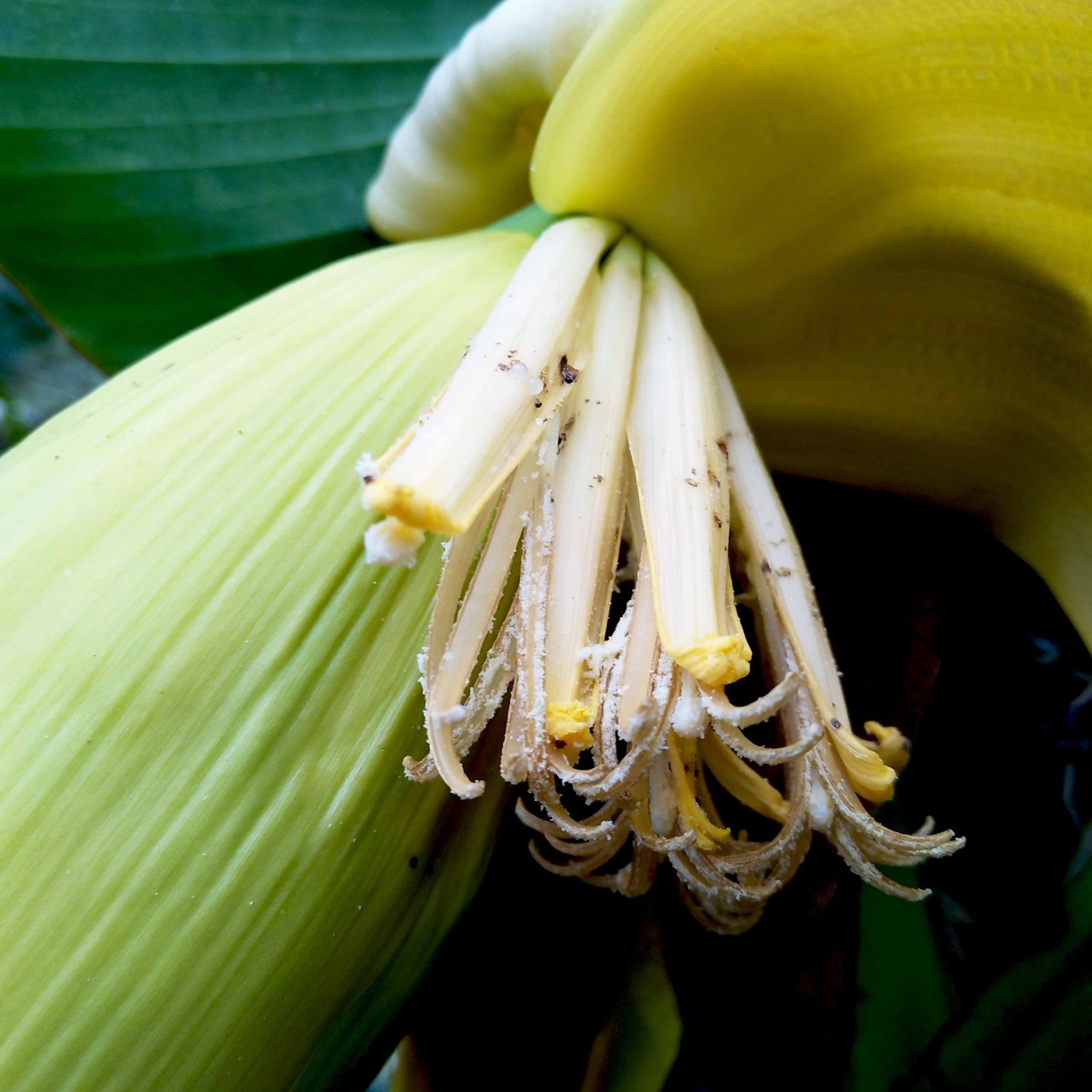 长得像香蕉树可结不出香蕉 城里人没有吃过_新浪看点