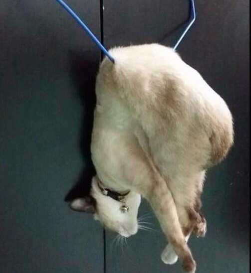 细看是自家猫挂在上面了