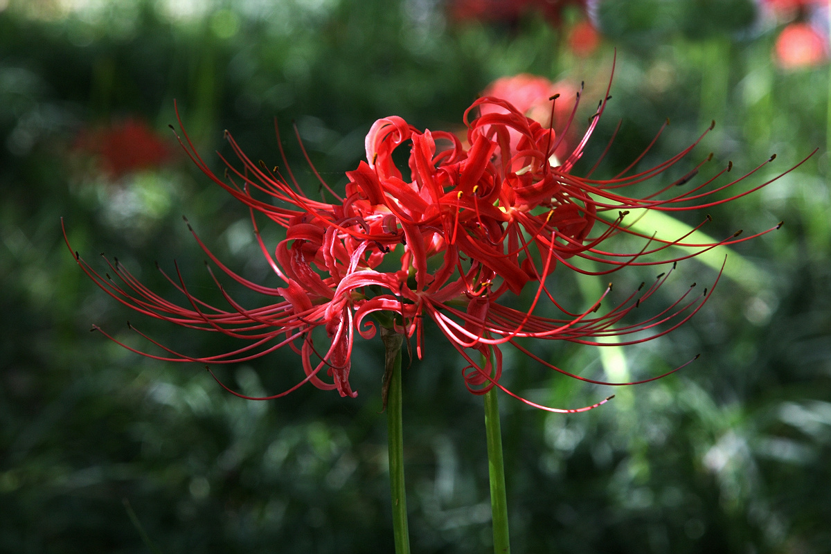 黄泉路上一朵彼岸花,道尽人生的真谛
