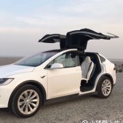小猪爱上牛