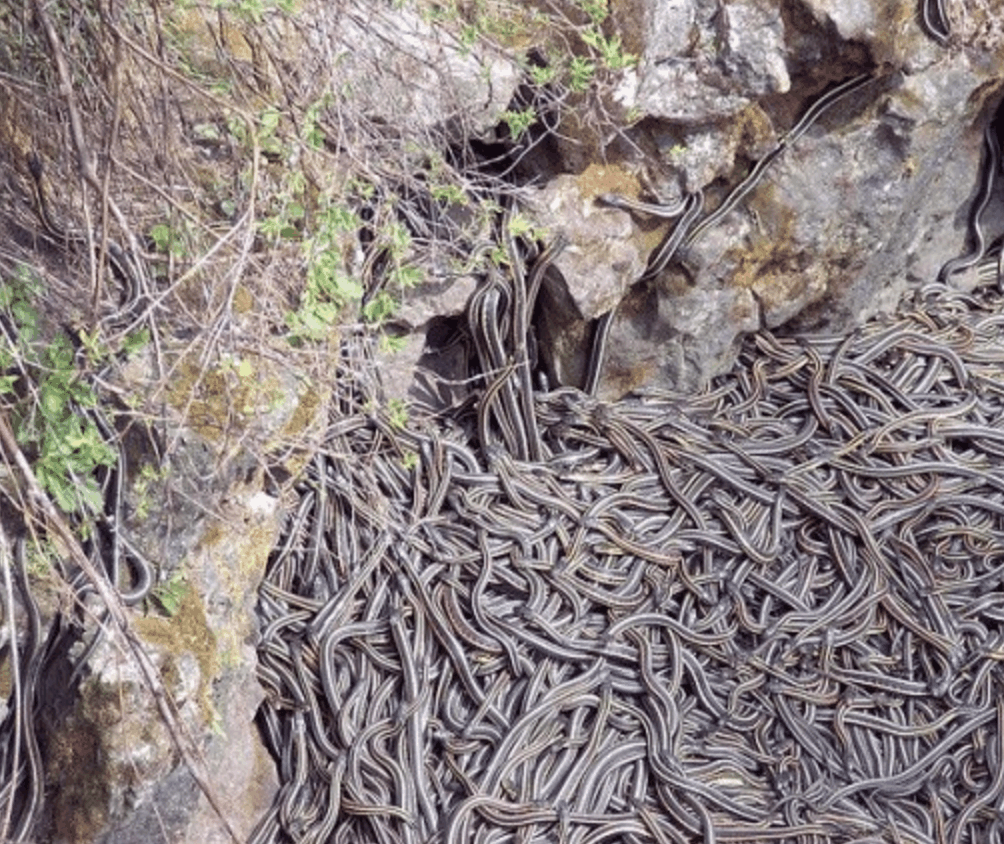 被群蛇攻占的阴沟口令人震惊的景象