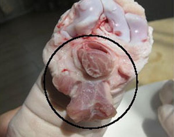 想买个猪蹄炖着吃是买前腿好还是买后腿好