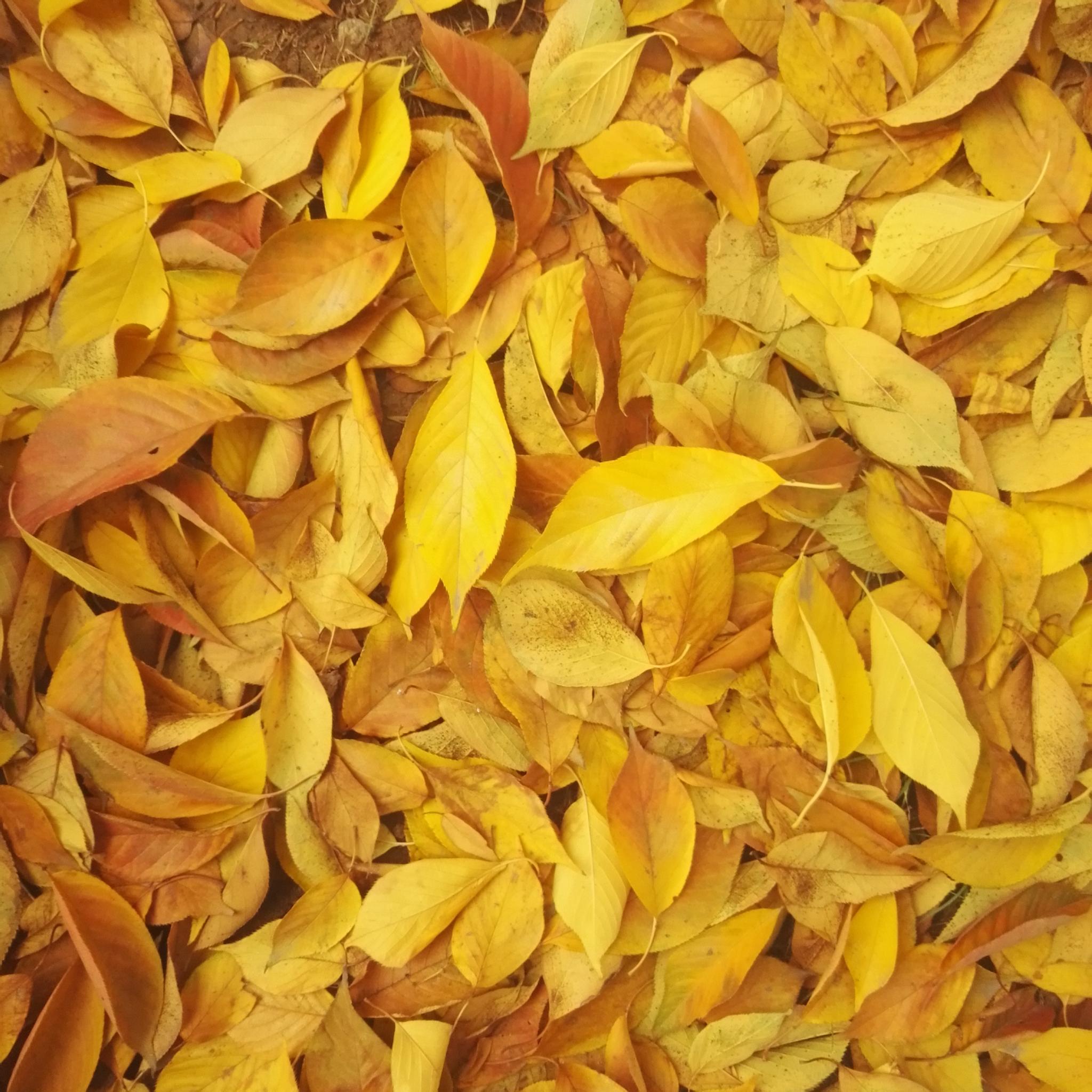 秋天的叶子!单位手机随拍!