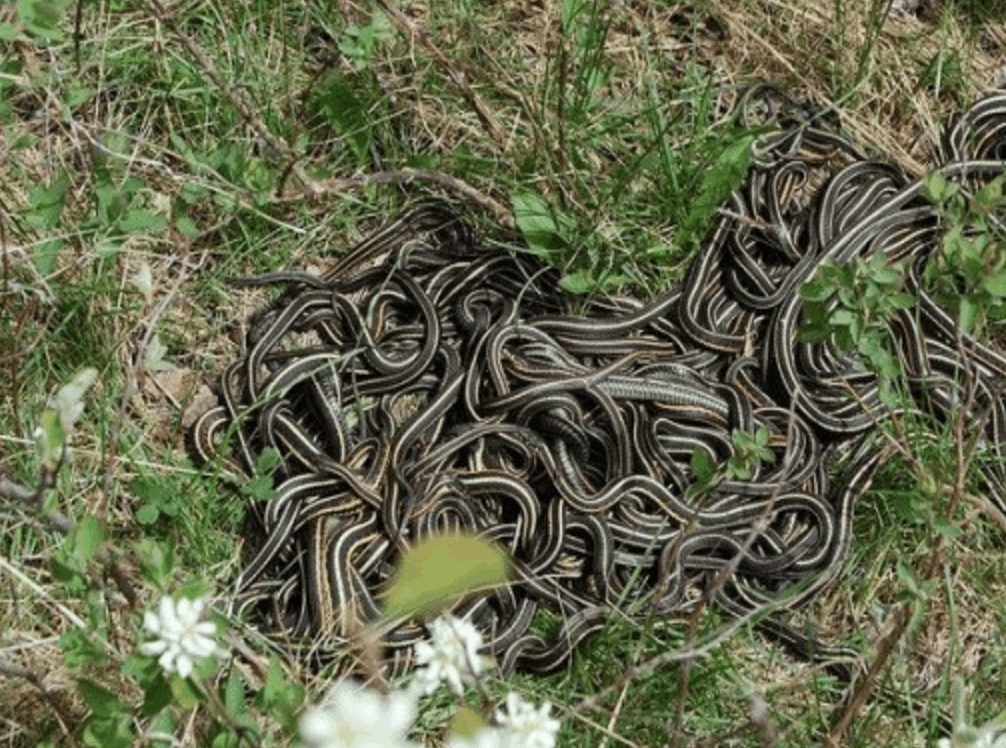被群蛇攻占的阴沟口令人震惊的景象