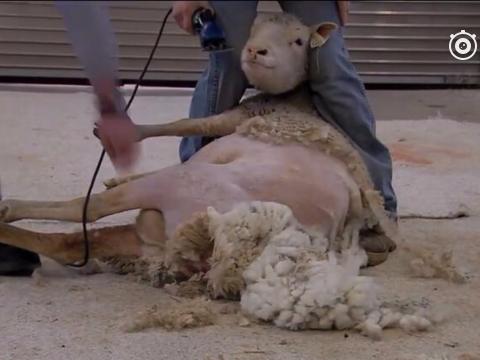 绵羊被主人按到地上剃毛,羊的表情反应出它的内心是崩溃的!