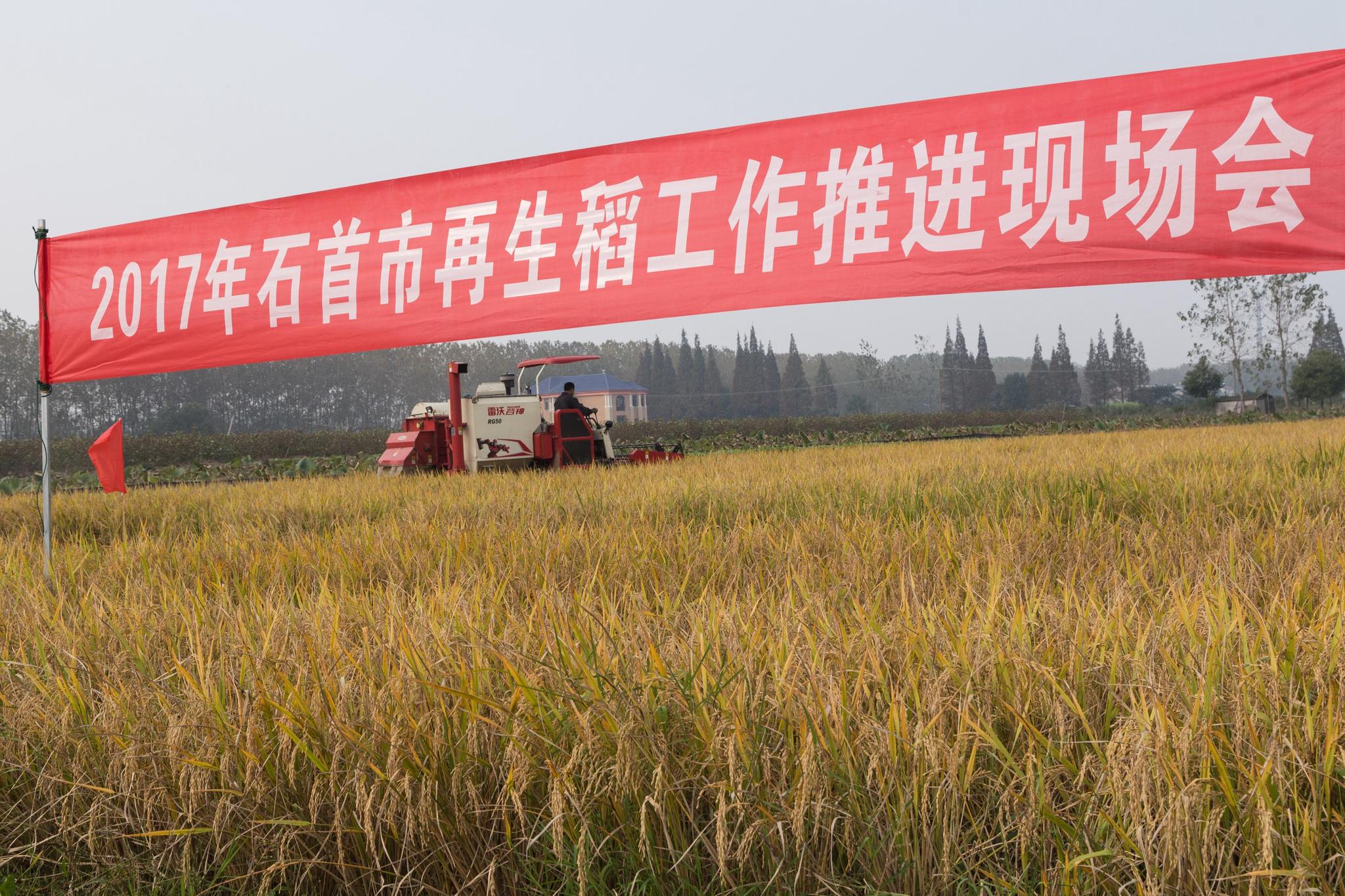 石首:鸭蛙再生稻倡导绿色发展 助力农业增产农民增收