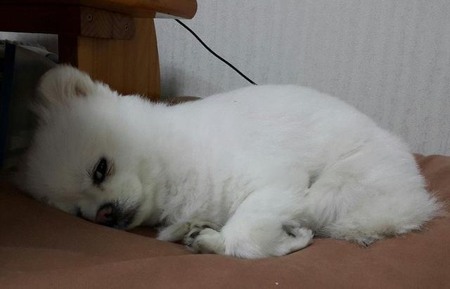 主人吃鸡腿小博美一旁讨吃不死心, 最后这生无可恋的小眼神太虐心